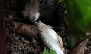 饥饿游戏结局