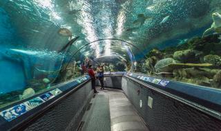 上海海洋水族馆门票团购