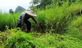 屠呦呦病中仍想青蒿素