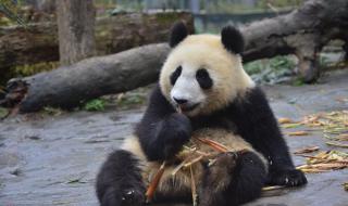 大熊猫是哺乳动物吗