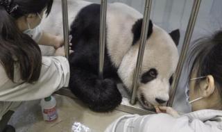 大熊猫“团团”已完成解剖